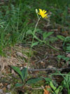 jestřábník skvrnitý - Hieracium maculatum