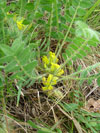kozinec bezlodyžný - Astragalus exscapus