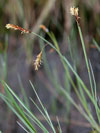 ostřice bažinná - Carex limosa