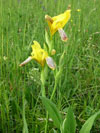 kosatec různobarvý - Iris variegata