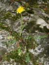 pampeliška švestková - Taraxacum prunicolor