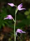 okrotice erven - Cephalanthera rubra