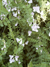 vikev lesní - Vicia sylvatica