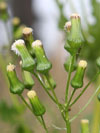 starčkovec jestřábníkolistý - Erechtites hieraciifolia