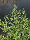 merlík sivý - Chenopodium glaucum