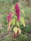 laskavec ocasatý - Amaranthus caudatus