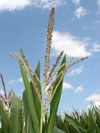 kukuřice setá - Zea mays