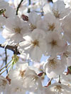 sakura ozdobná - Prunus serrulata