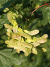 javor mléč - Acer platanoides