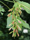 javor klen - Acer pseudoplatanus