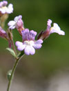 hledíček dobromyslolistý - Chaenorhinum origanifolium