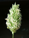 chrastice kanárská - Phalaris canariensis