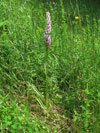 ptiprstka eulnk horsk - Gymnadenia conopsea subsp. montana