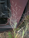 proso vláskovité pravé - Panicum capillare subsp. capillare