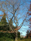 dub červený - Quercus rubra