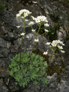 lomikámen vždyživý - Saxifraga paniculata