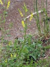 komonice lékařská - Melilotus officinalis