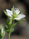 písečnice douškolistá - Arenaria serpyllifolia
